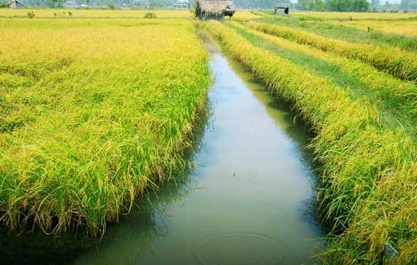 Luật Đất đai 2013 có cho phép hiến tặng đất trồng lúa cho chùa không?