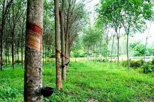 đất trồng cây lâu năm