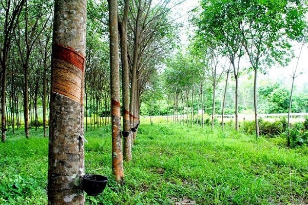Đất trồng cây lâu năm hết thời hạn sử dụng có được chuyển nhượng theo luật hiện hành 2022 không?
