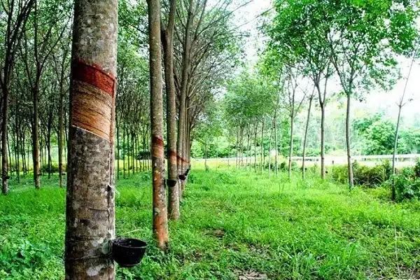 Đất trồng cây lâu năm hết thời hạn sử dụng có được chuyển nhượng theo luật hiện hành 2022 không?