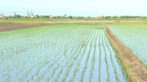 đất trồng lúa