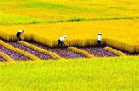 Trực tiếp sản xuất nông nghiệp theo quy định pháp luật hiện hành 2022