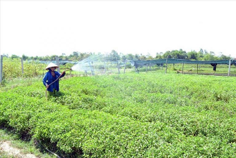 Điều kiện nhận chuyển nhượng đất nông nghiệp từ 01/8 ?