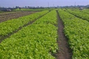 thuế sử dụng đất nông nghiệp