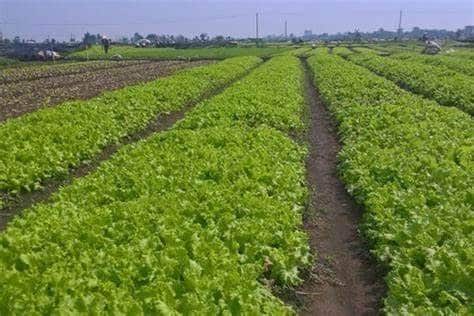 thuế sử dụng đất nông nghiệp