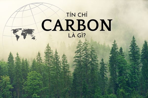 Tín chỉ các-bon là gì?